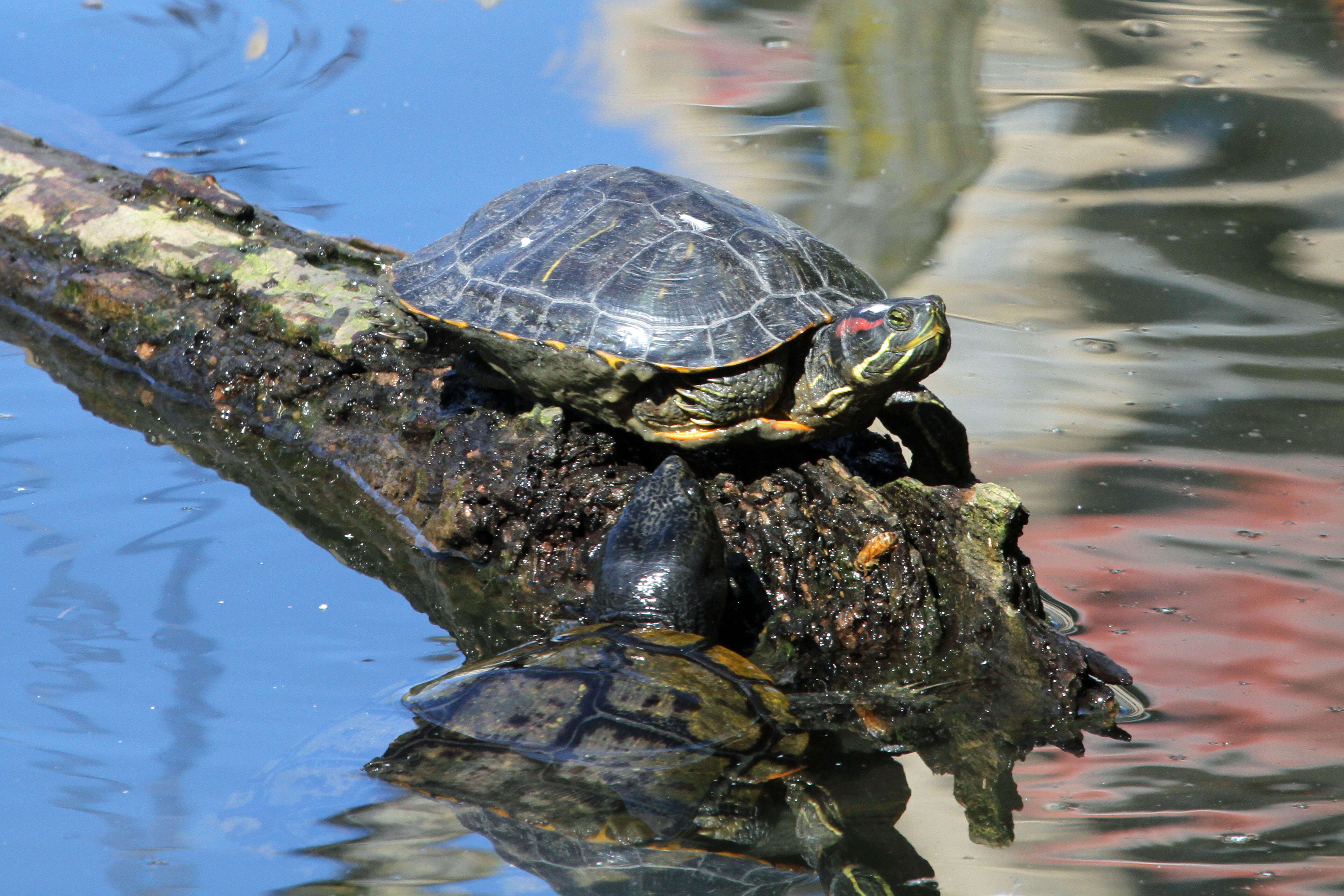 Image of slider turtle, red-eared terrapin, red-eared slider