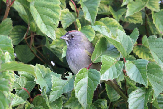 Pipilo chlorurus (Audubon 1839) resmi