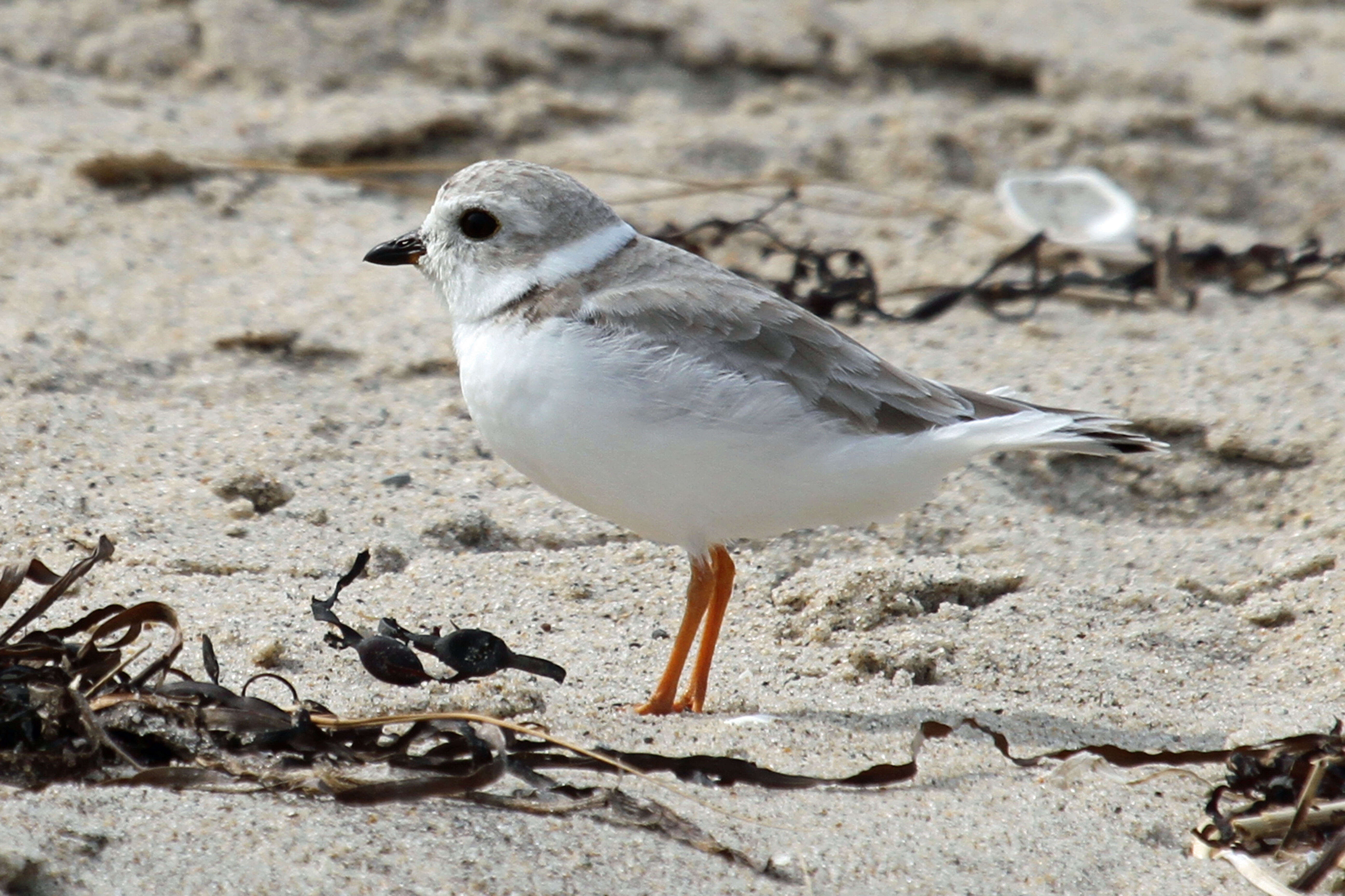 Image of Piping Plover