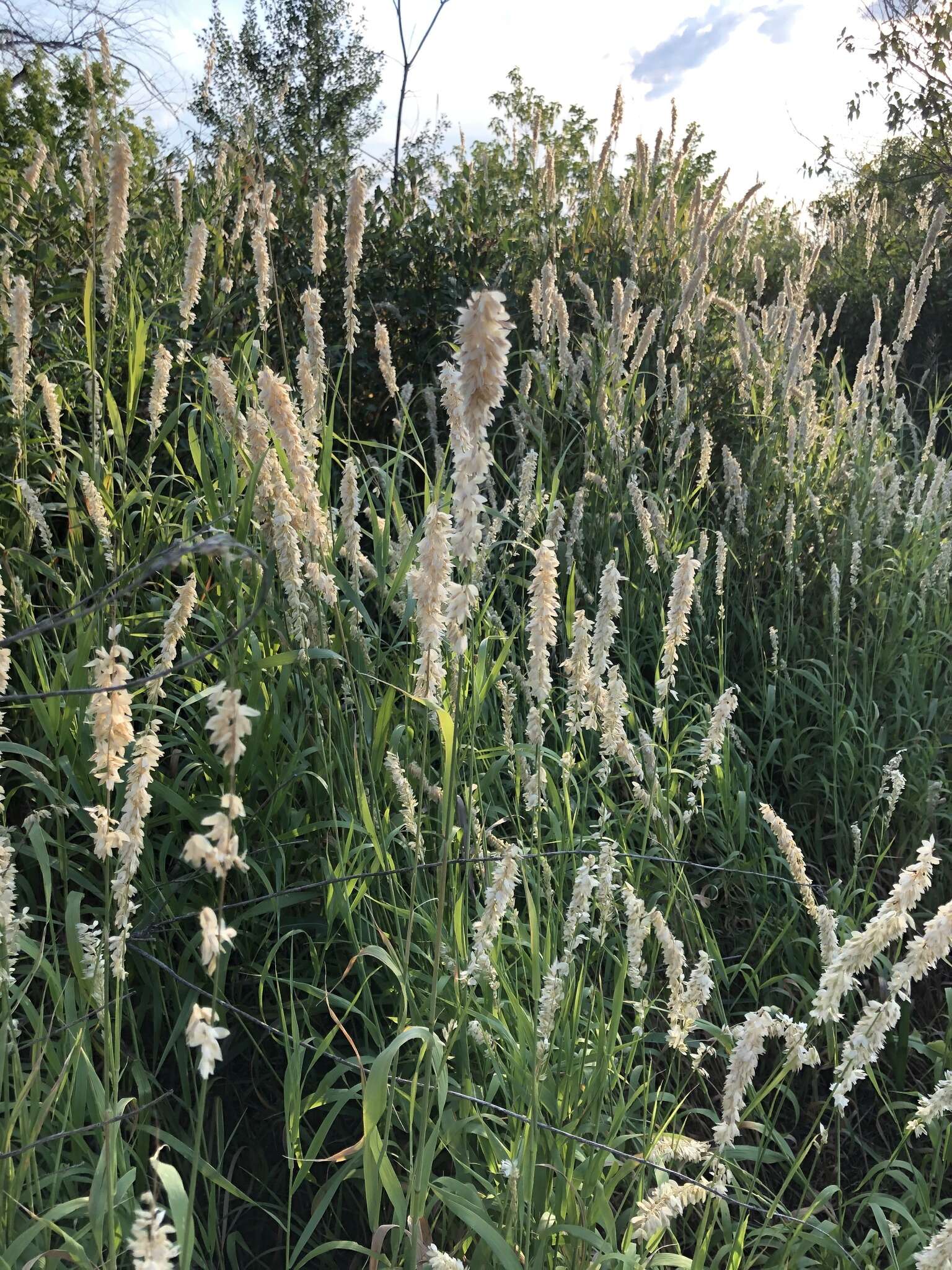 Image of Siberian melicgrass