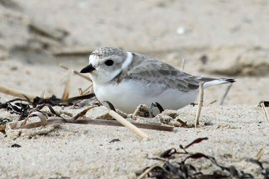 Image of Piping Plover