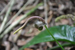 Image of Anthurium testaceum Croat & R. A. Baker