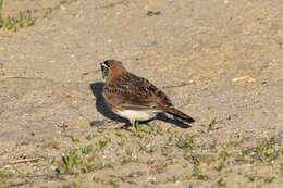 صورة Eremophila alpestris actia (Oberholser 1902)