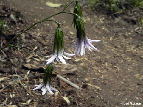 Image of Perezia nutans Less.