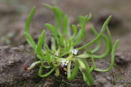 Image of Plagiobothrys calandrinioides (Phil.) I. M. Johnst.