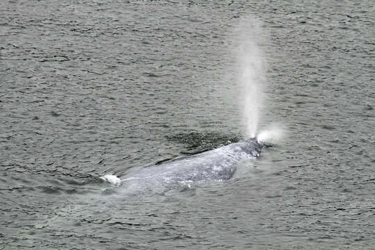 Image of gray whales