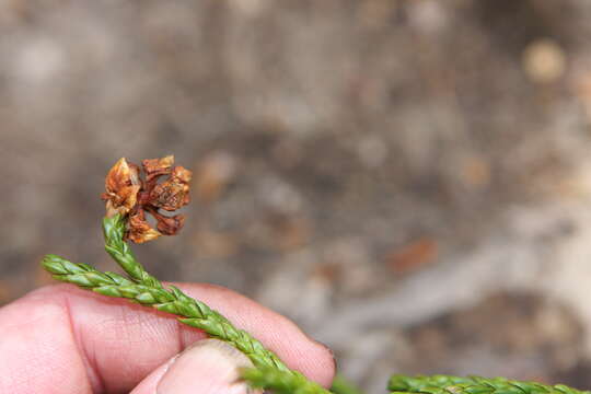 Image of Athrotaxis laxifolia Hook.