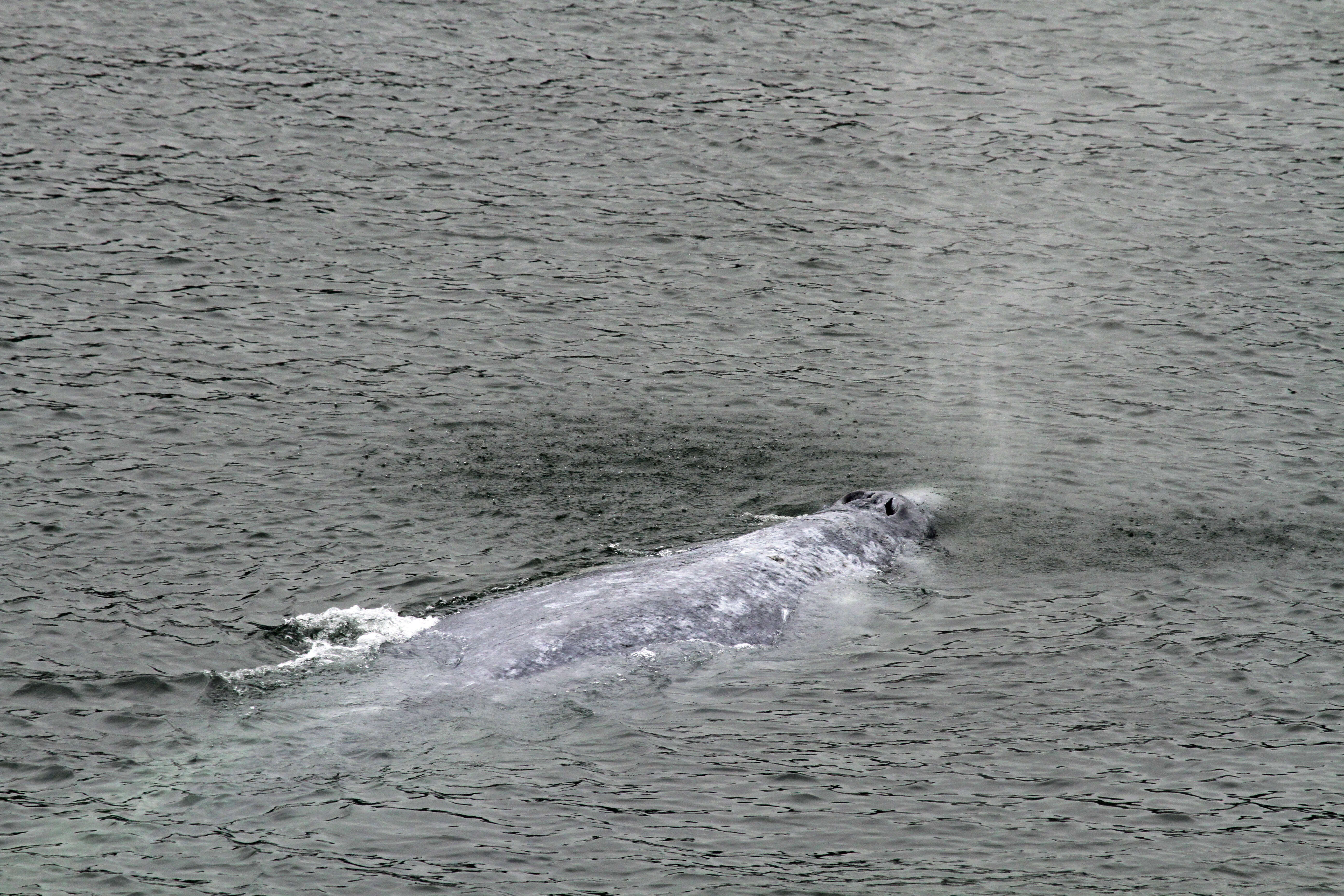 Image of gray whales