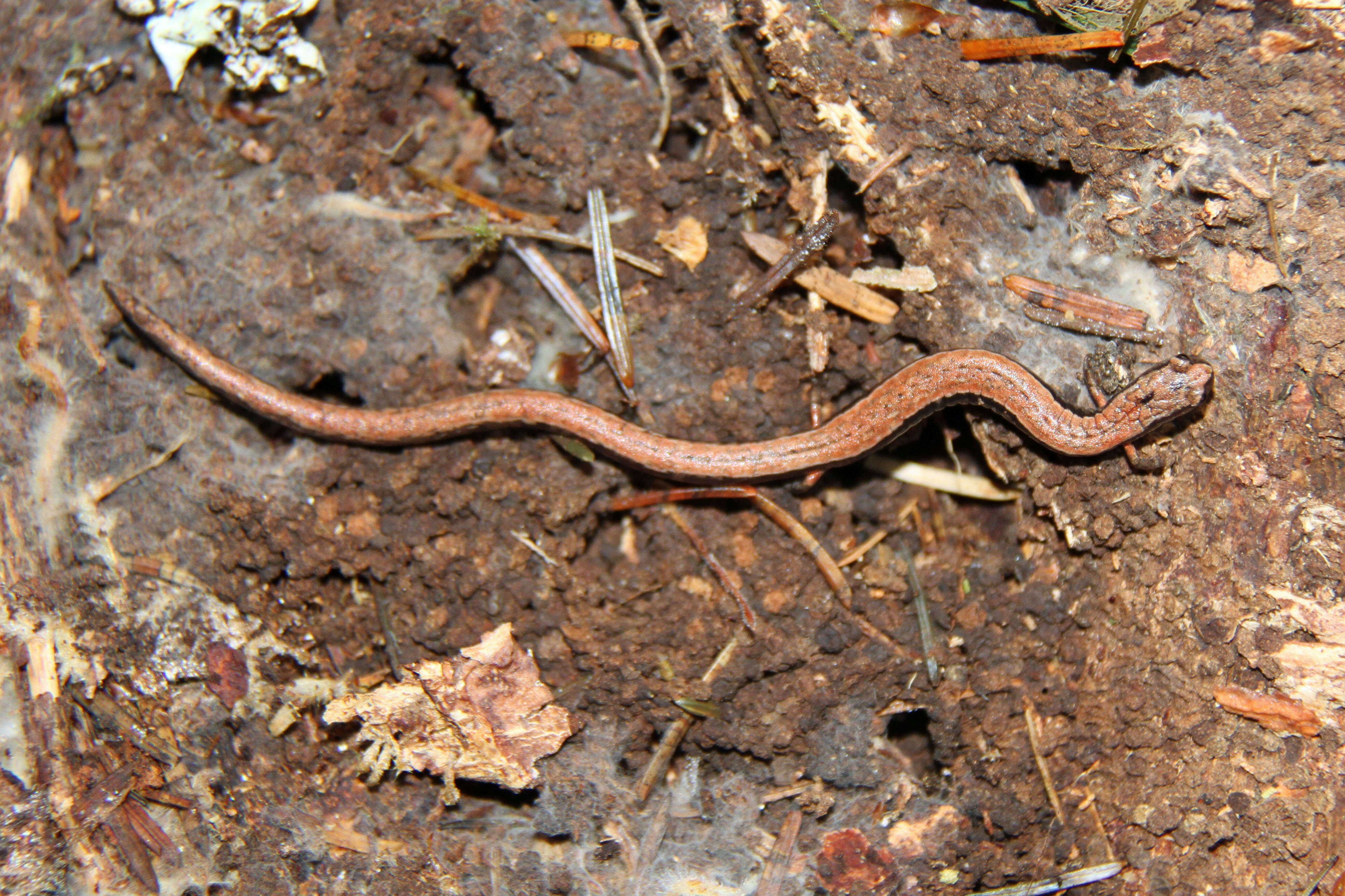 Image of California Slender Salamander