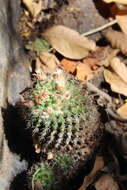 Image of Mammillaria voburnensis subsp. collinsii