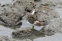 Image of Least Sandpiper