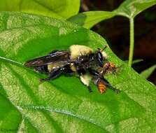 Image of Laphria macquarti (Banks 1917)