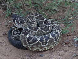 Image of Crotalus molossus nigrescens Gloyd 1936