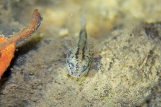 Image of California Newt