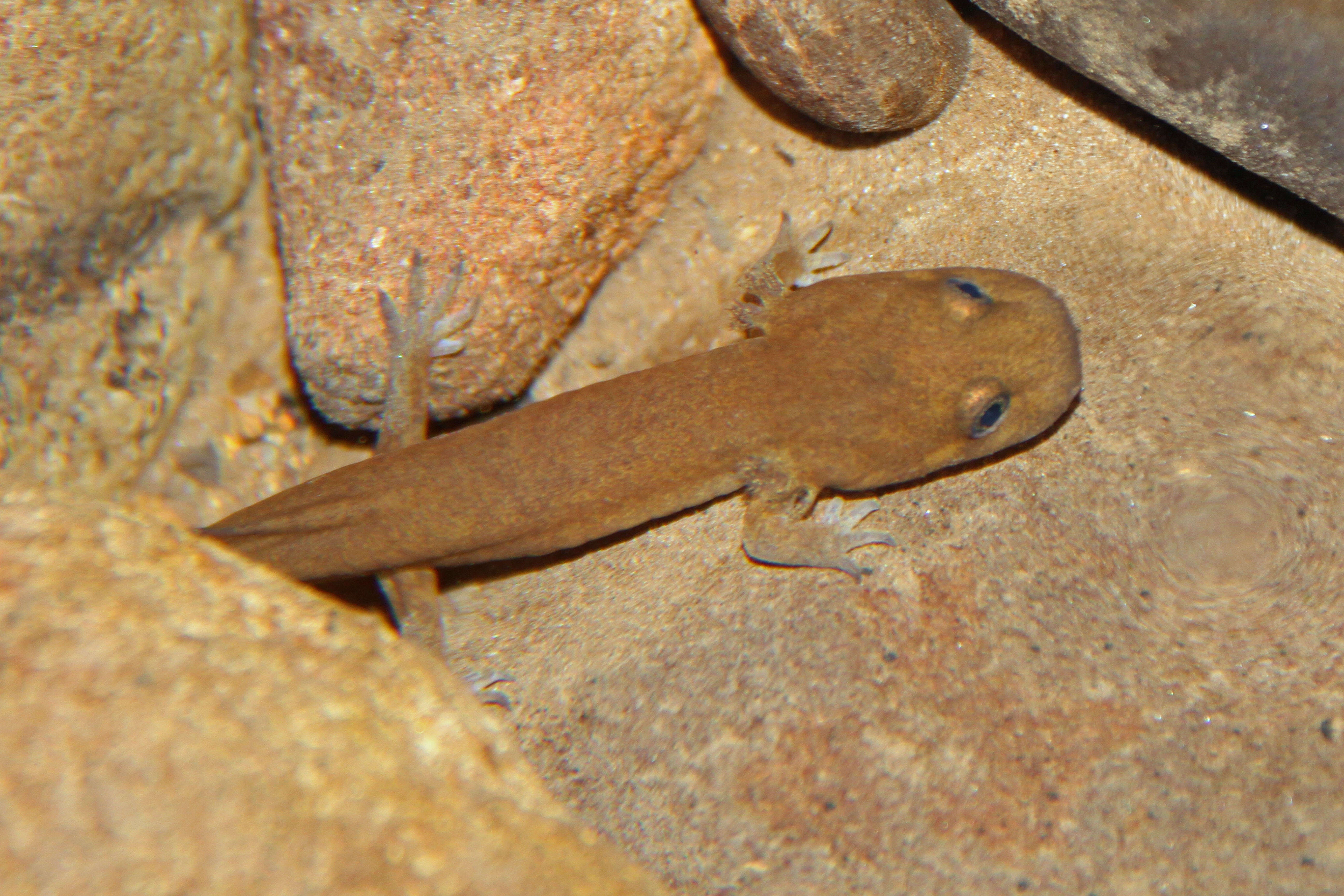 Image of California Giant Salamander