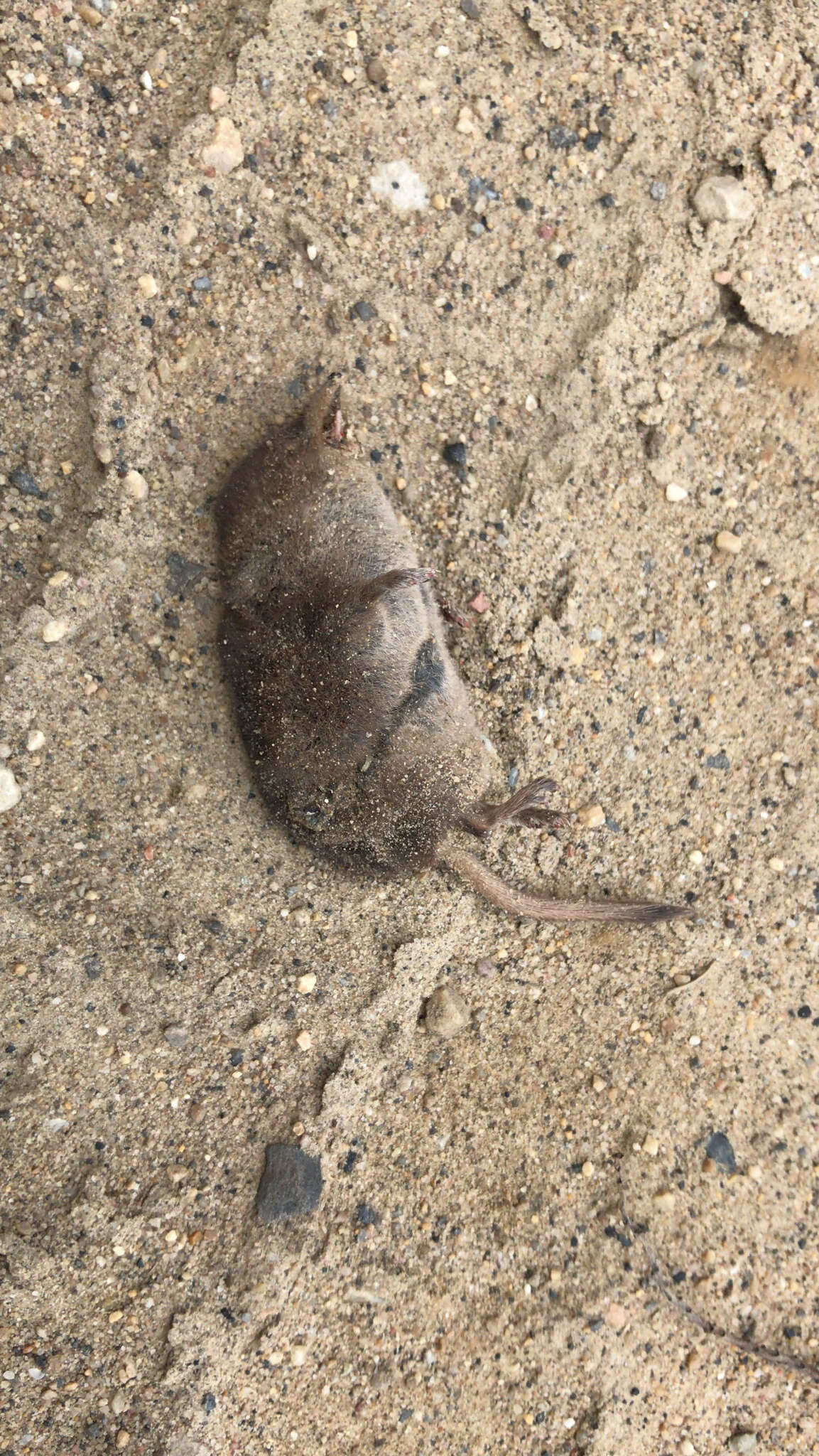 Image of American Pygmy Shrew