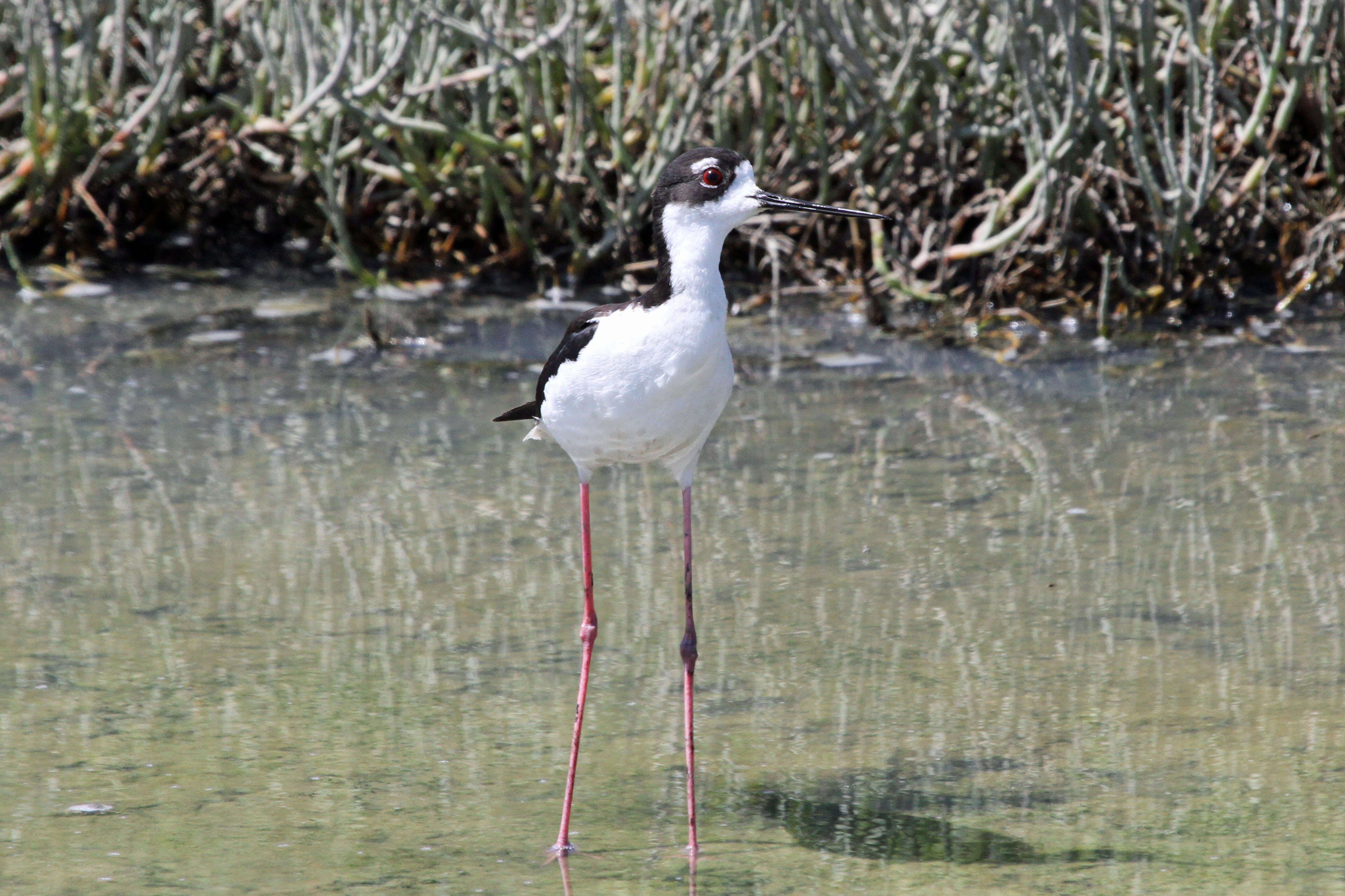 Image of Himantopus Brisson 1760