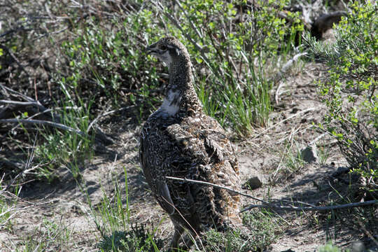 Image of Gunnison sage-grouse; greater sage-grouse