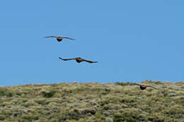 Image of Gunnison sage-grouse; greater sage-grouse