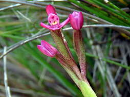 Image de Disa vaginata Harv. ex Lindl.