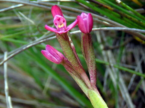 Image of Disa vaginata Harv. ex Lindl.