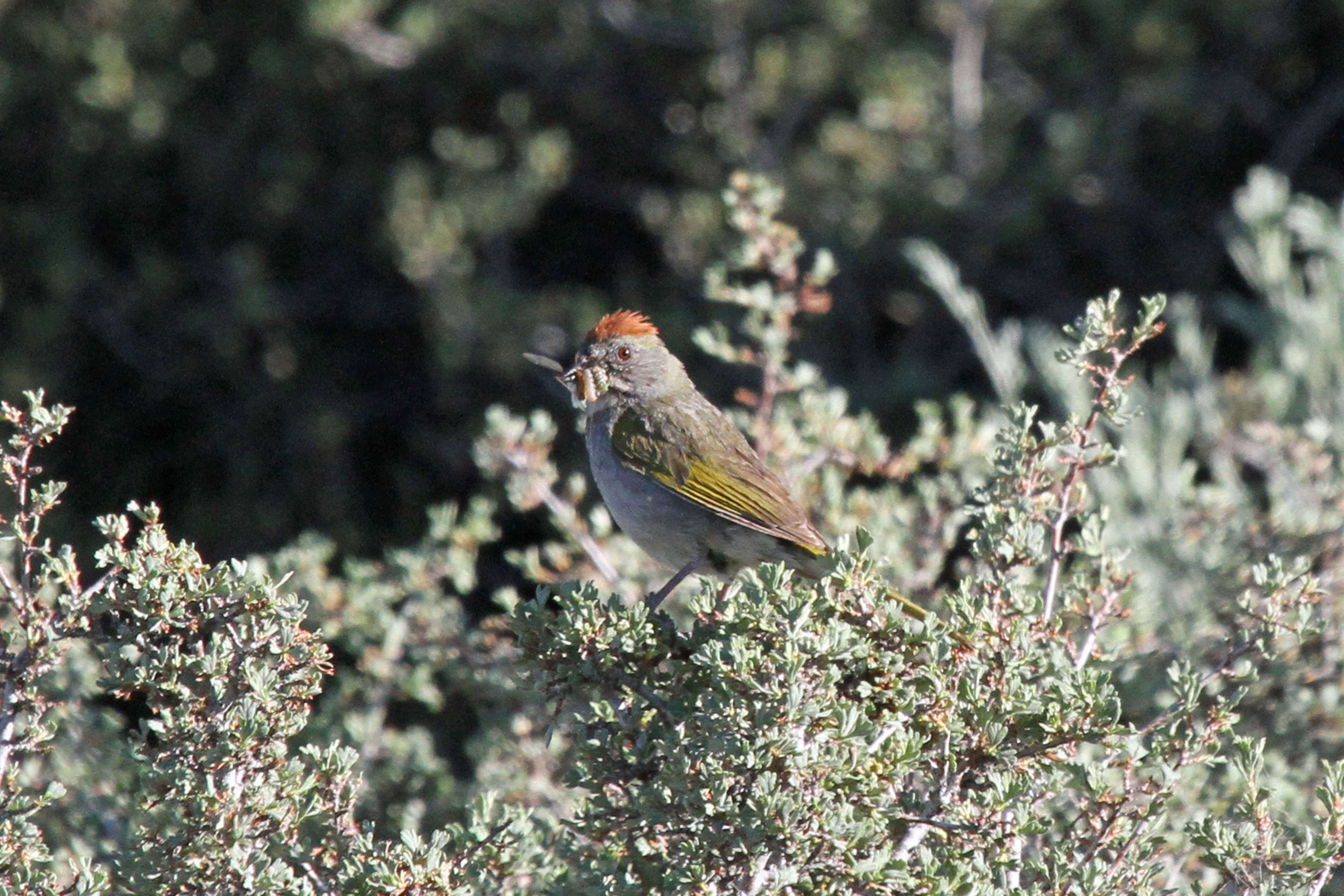 Слика од Pipilo chlorurus (Audubon 1839)