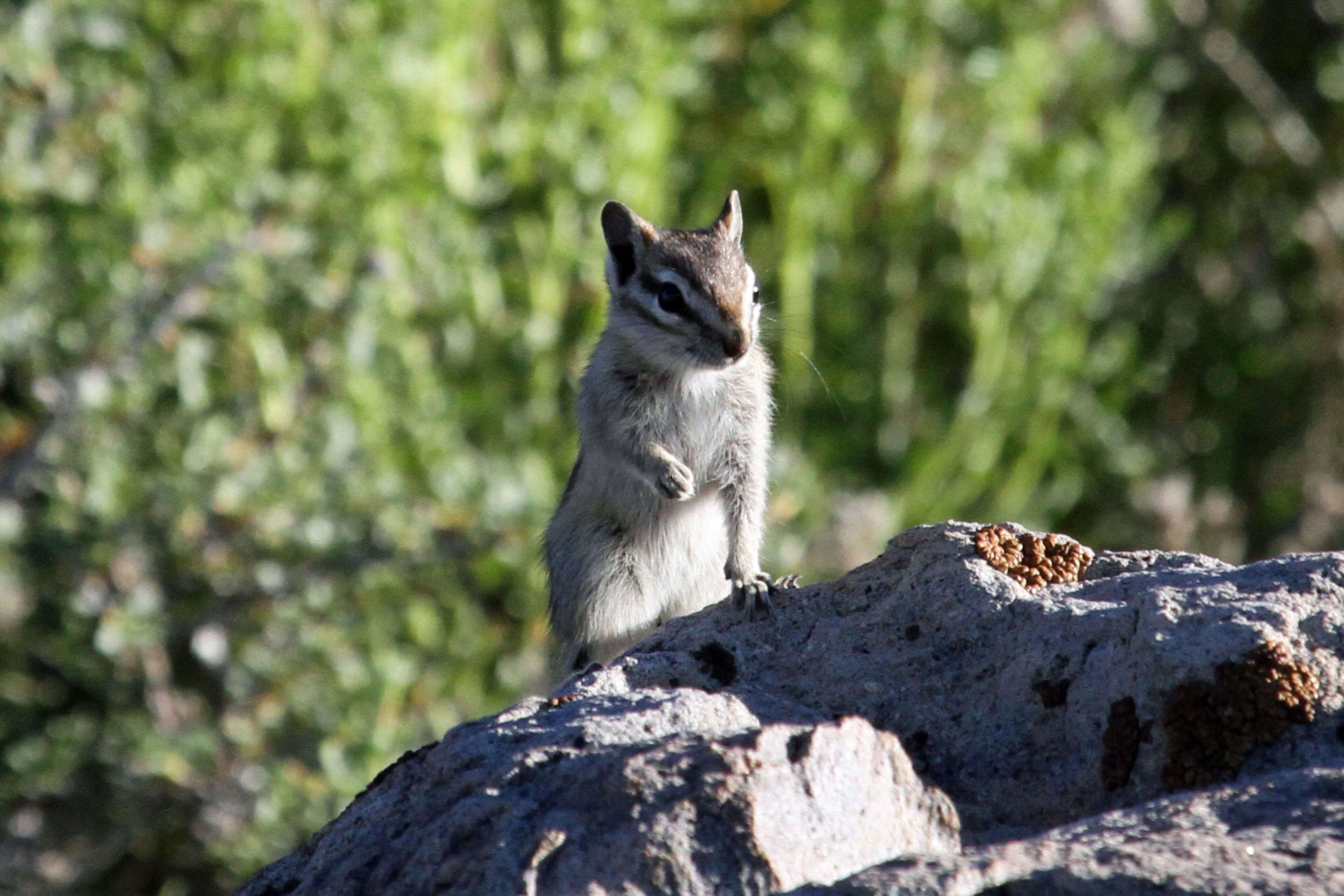 Image of Least Chipmunk