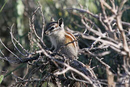 Image of Least Chipmunk