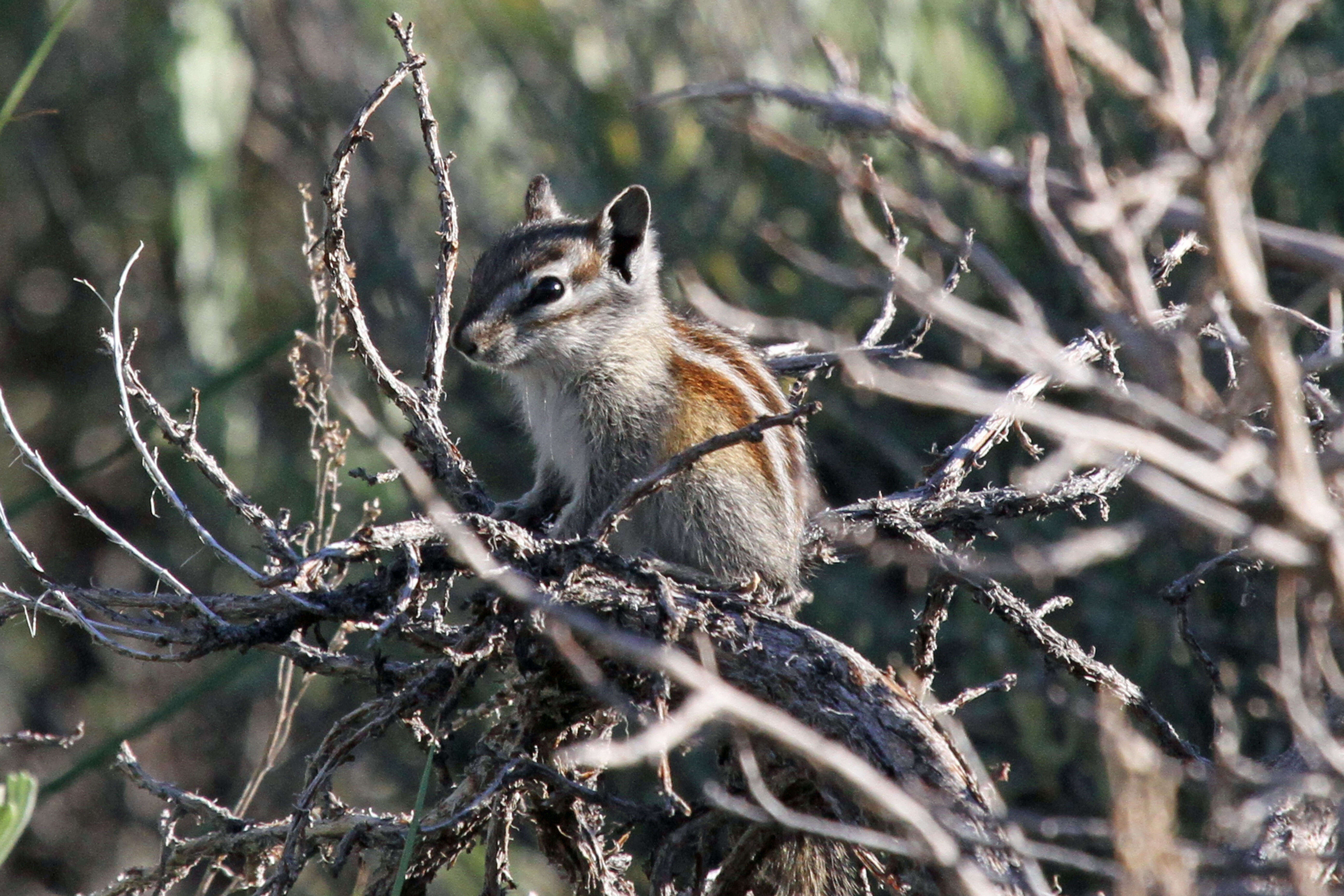 Image of Least Chipmunk