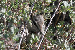 Image of Least Chipmunk