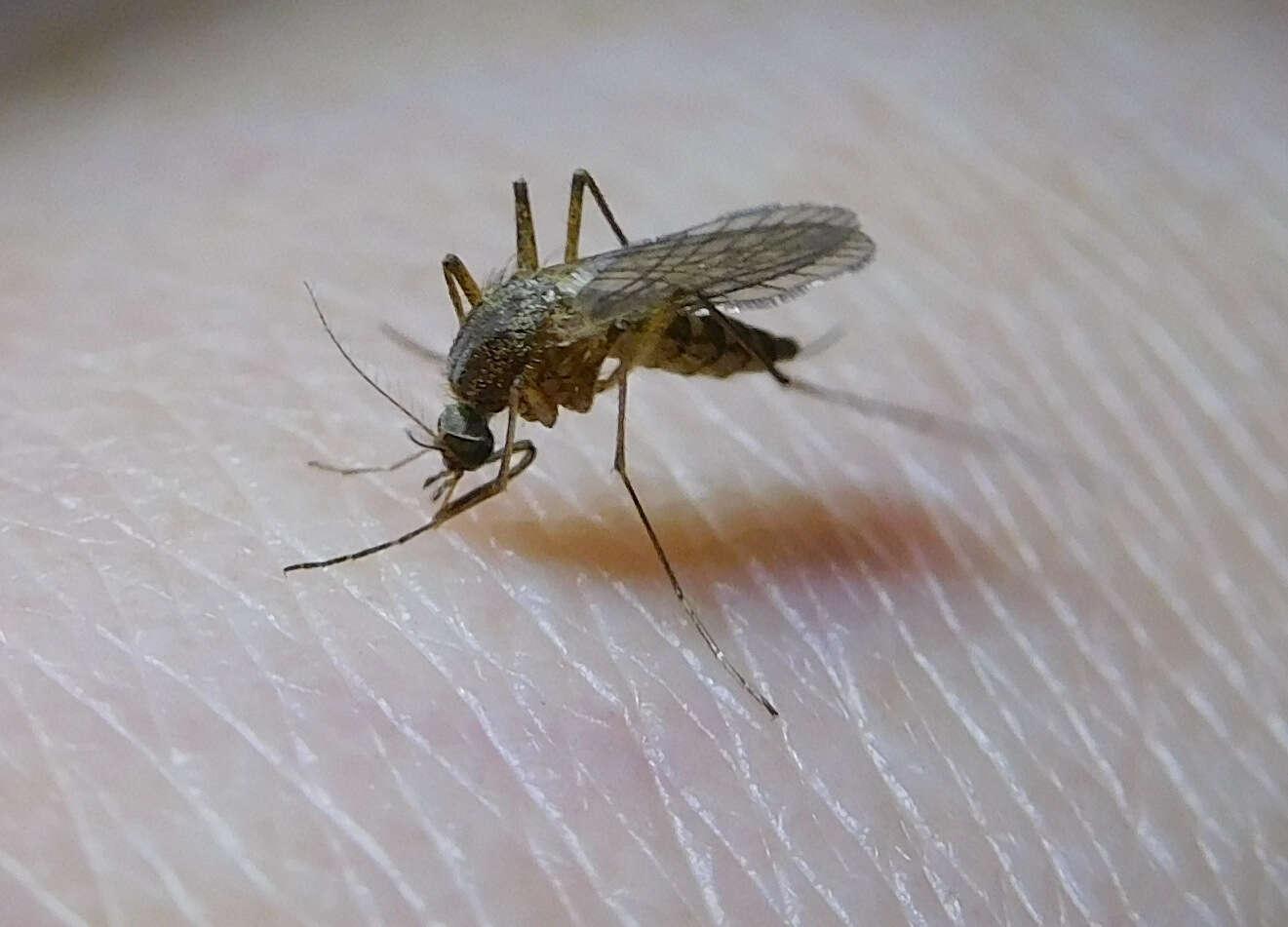 Image of Floodwater Mosquito