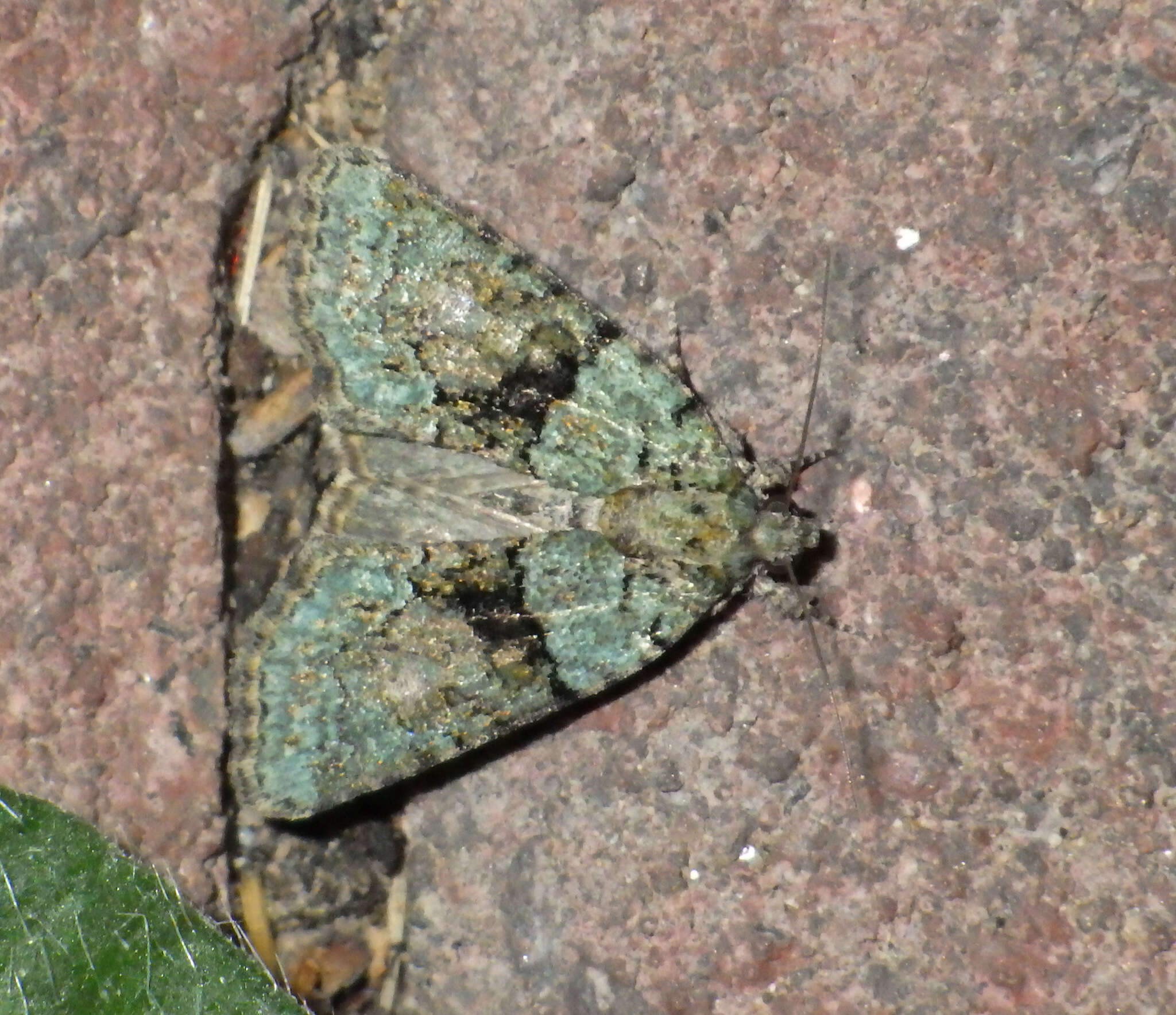 Image of tree-lichen beauty