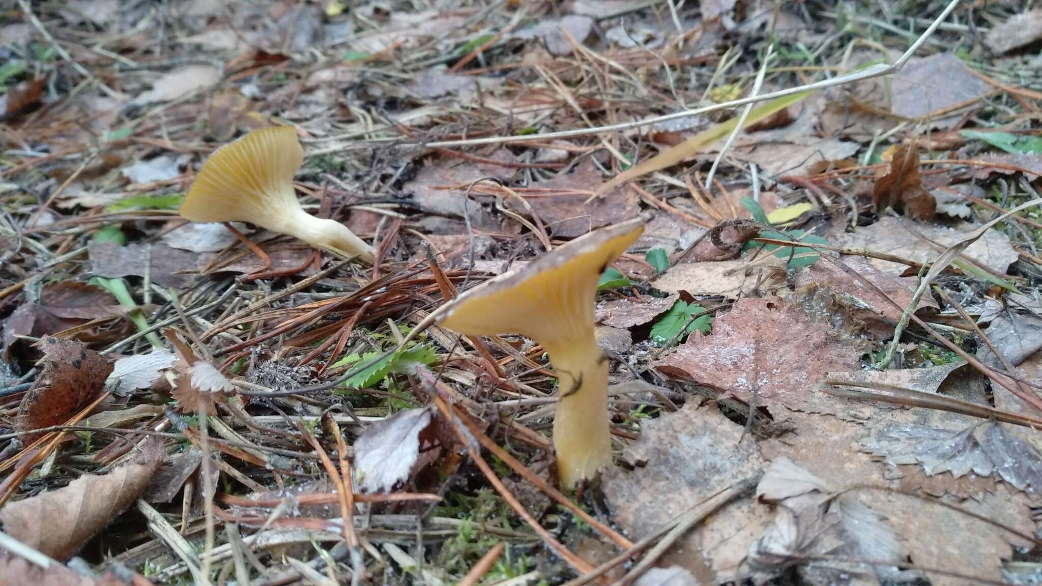 Plancia ëd Hygrophorus hypothejus (Fr.) Fr. 1838