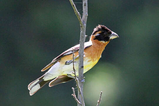 Image of Black-headed Grosbeak