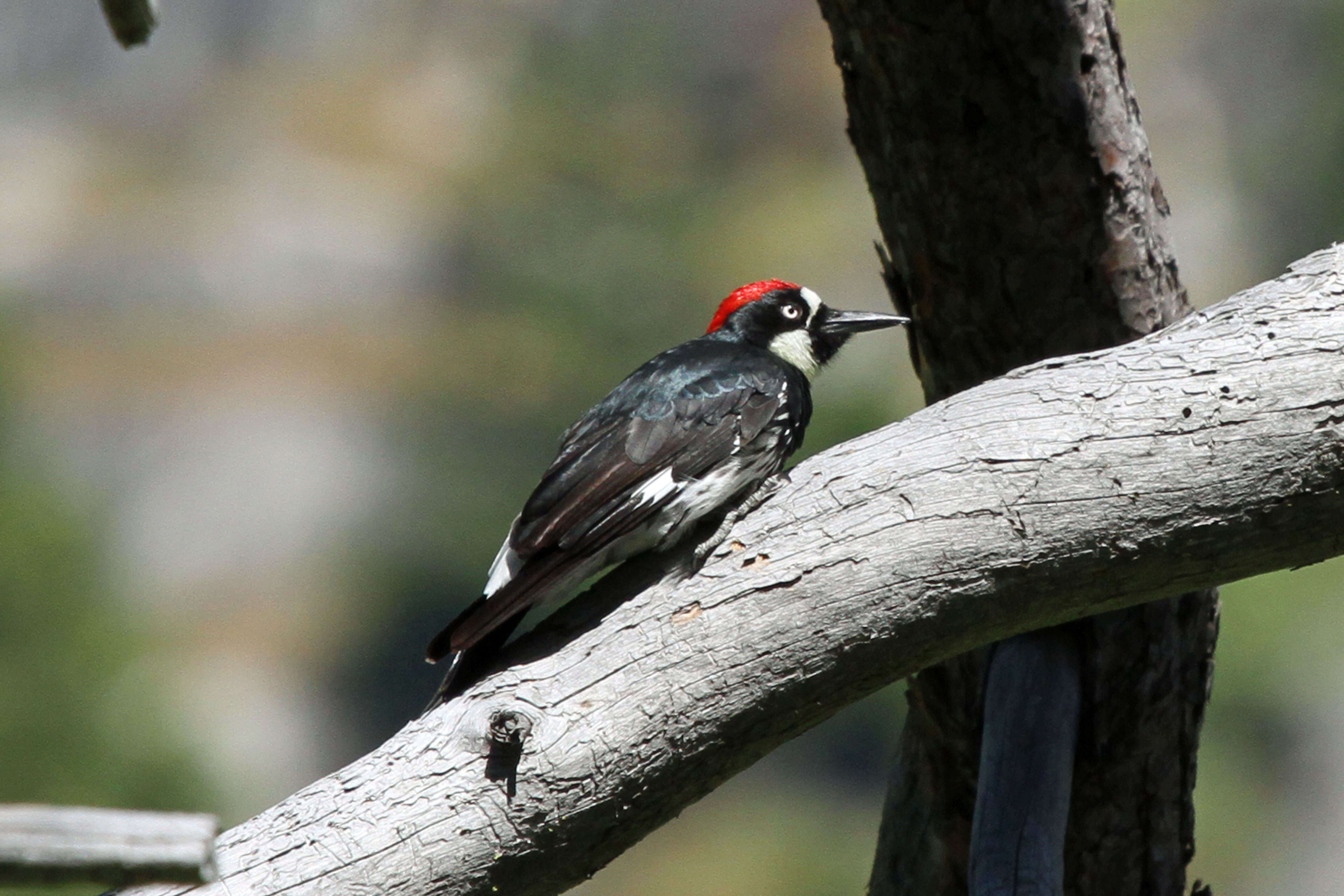 Image of Acorn Woodpecker