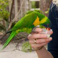 Image of Marigold Lorikeet