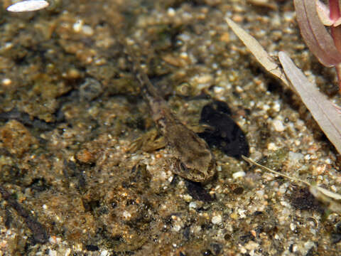 Image of Northern Pacific Treefrog