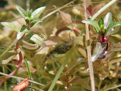 Image of Northern Pacific Treefrog