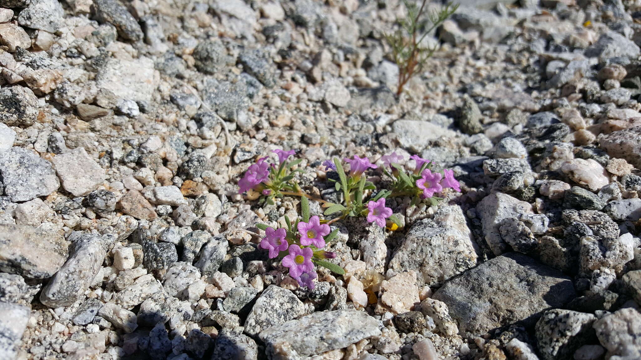 Image of purplemat