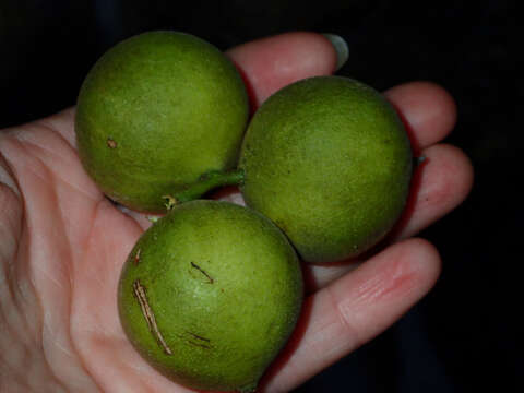 Image de Juglans californica S. Wats.