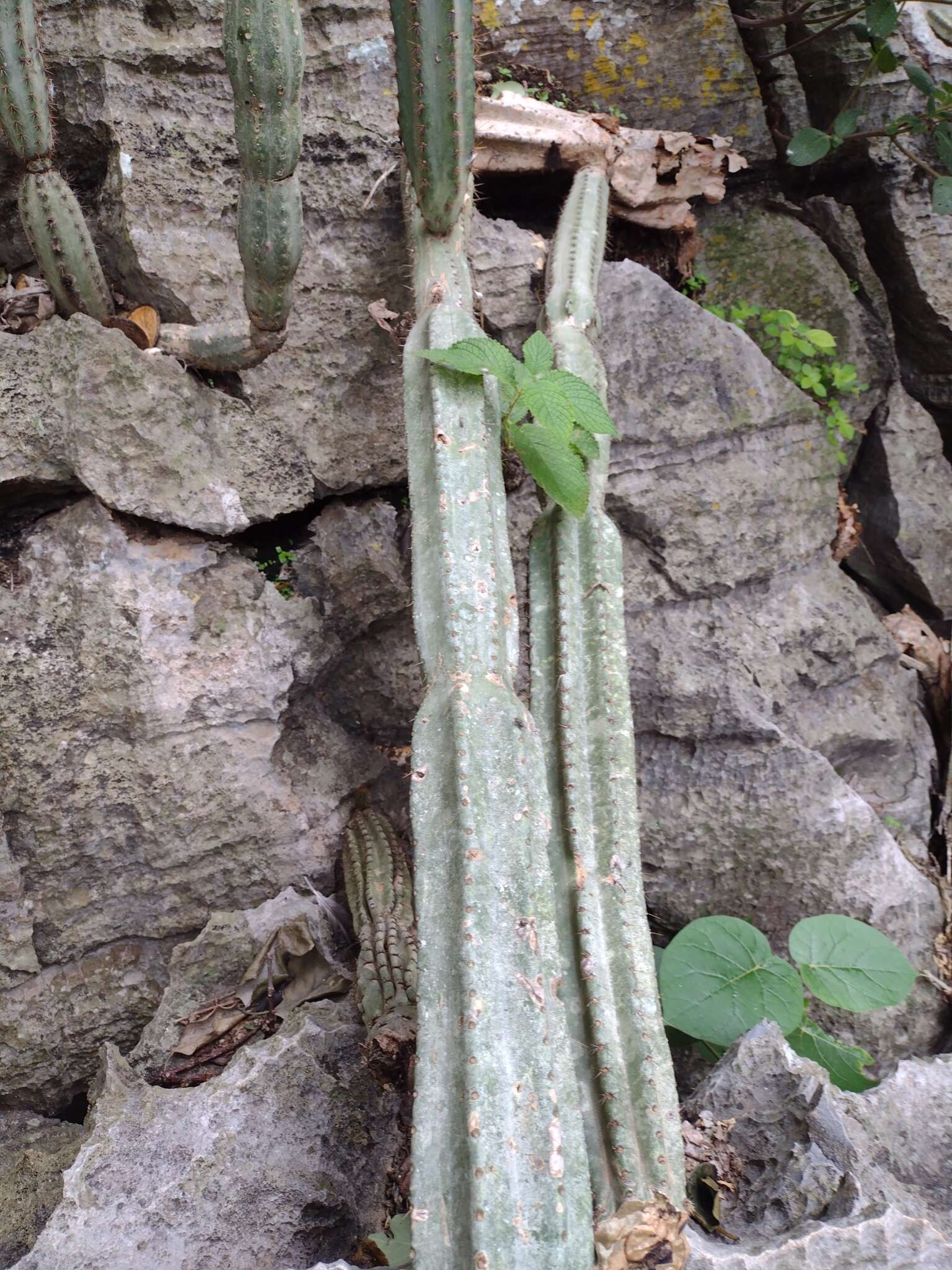 Image of Cereus jamacaru subsp. calcirupicola (F. Ritter) N. P. Taylor & Zappi