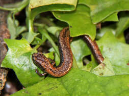 Image of California Slender Salamander