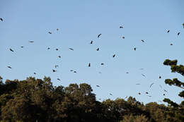 Image of Gray-headed Flying Fox