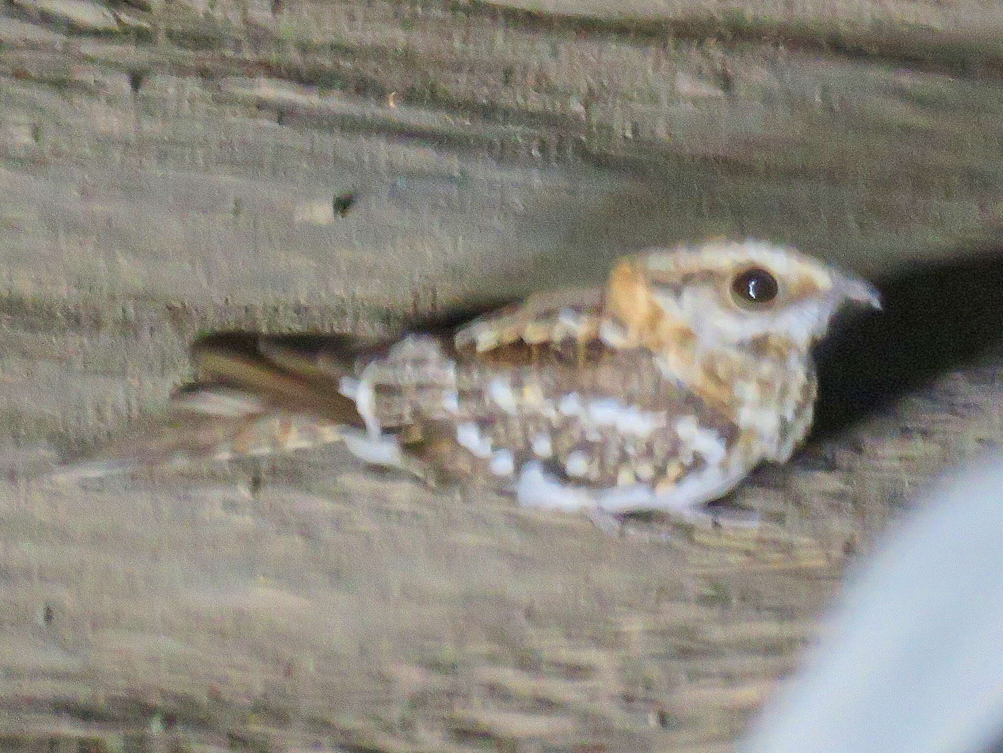 Image of White-tailed Nightjar