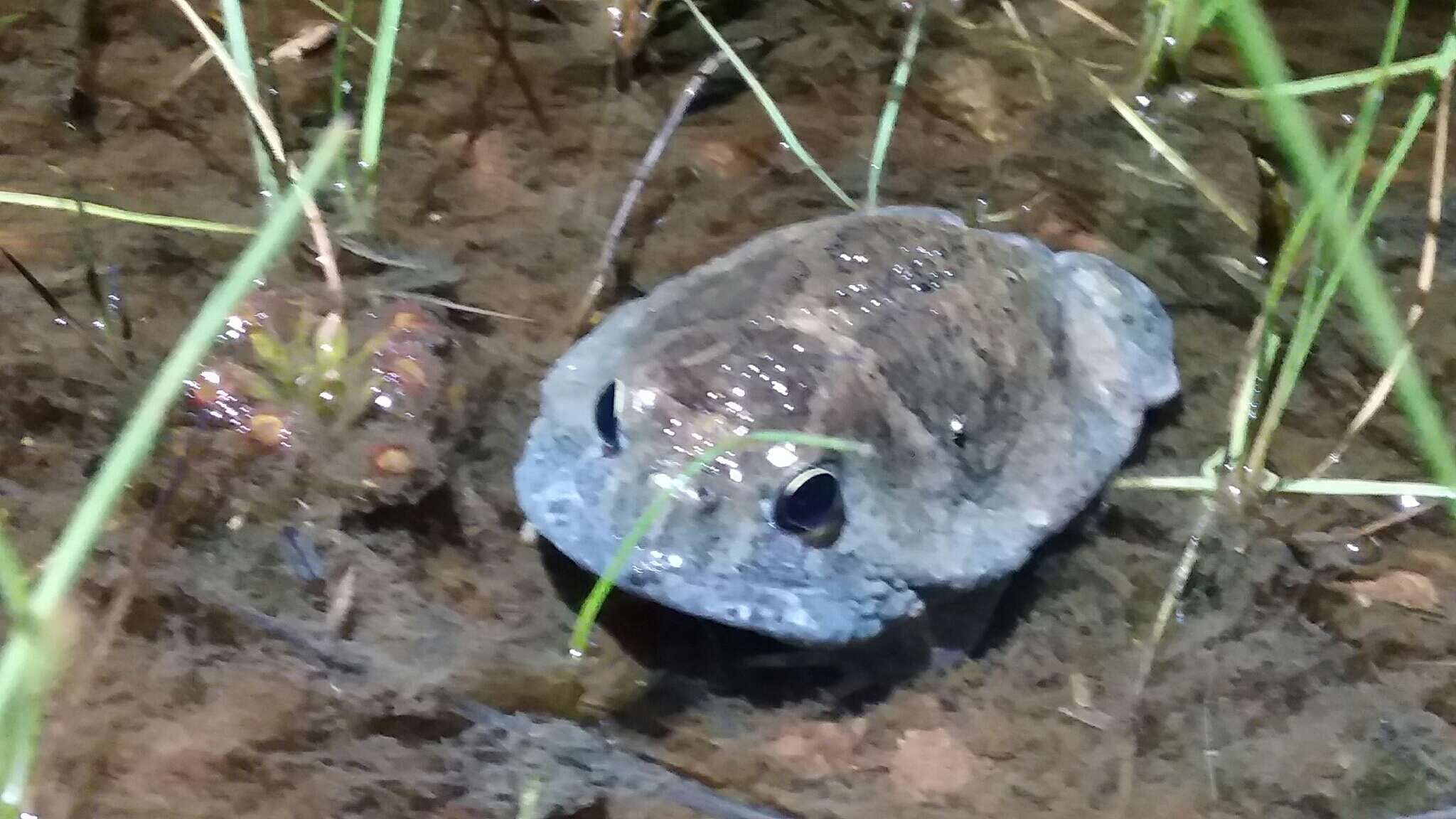 Image of Northern Spadefoot Toad