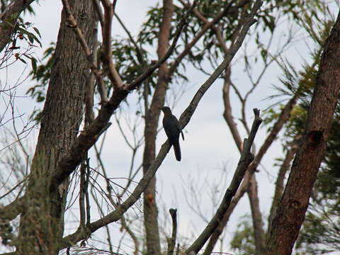 Image of Bar-shouldered Dove