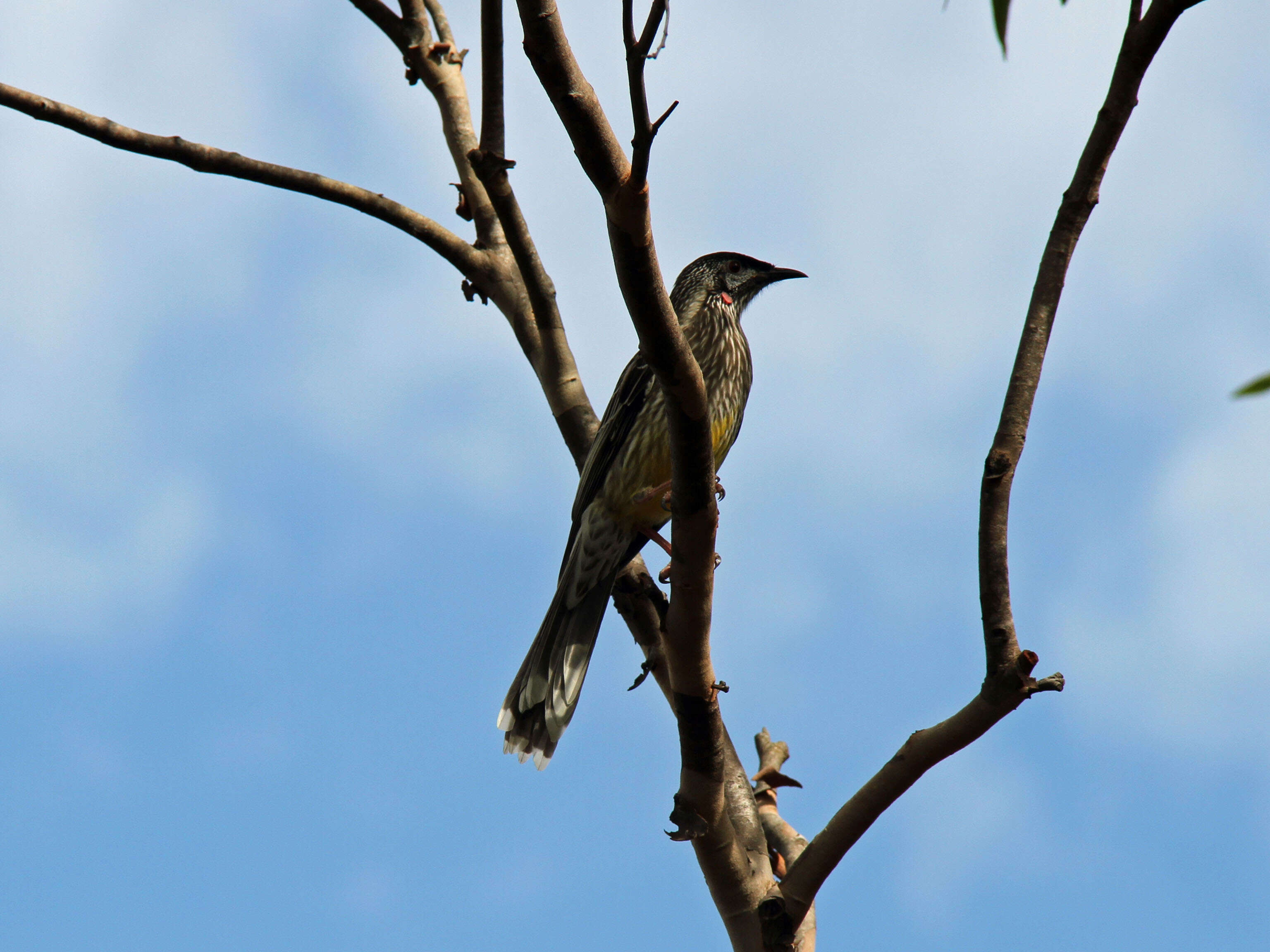 Image of Red Wattlebird