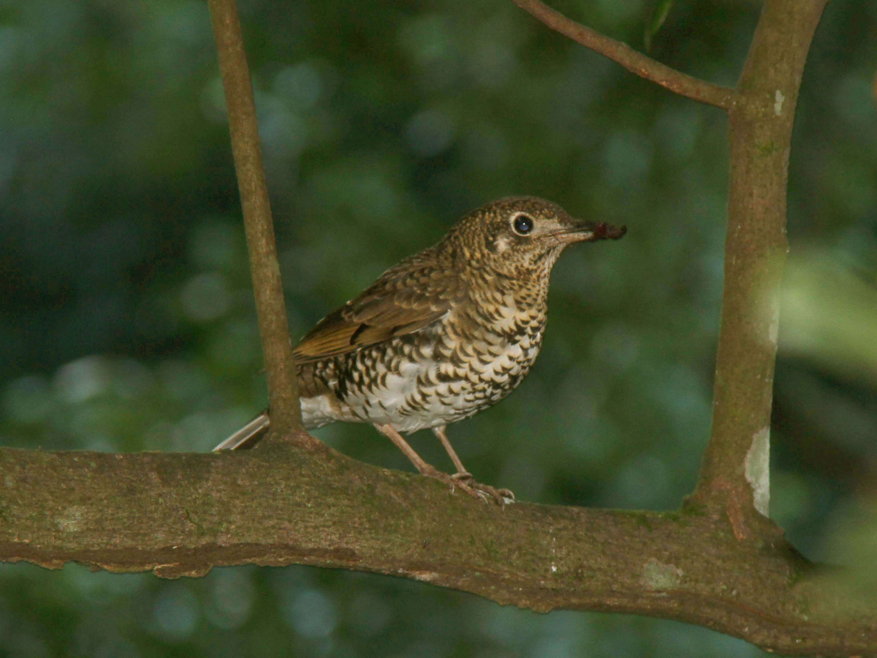 Plancia ëd Zoothera lunulata (Latham 1801)