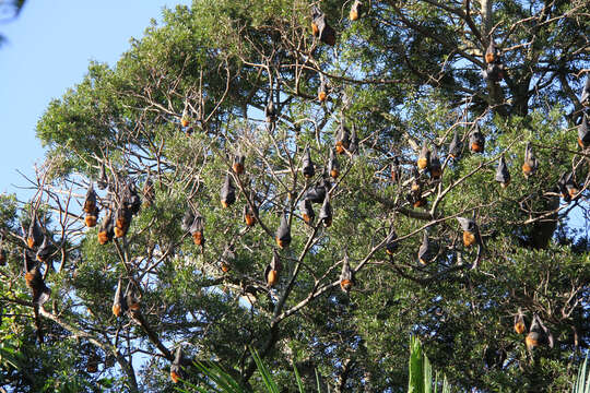 Image of Gray-headed Flying Fox