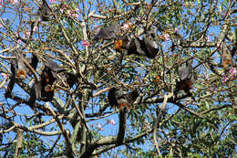 Image of Gray-headed Flying Fox